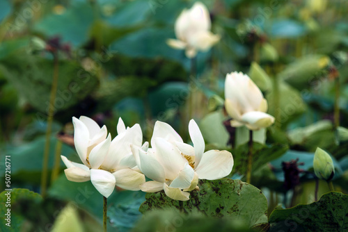 white lotus flower  white lotus flower 