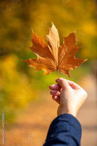 Hand holding yellow maple leaf on autumn yellow sunny background