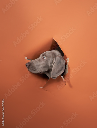 weimaraner puppy on a red background. Funny dog peeking out, torn paper 