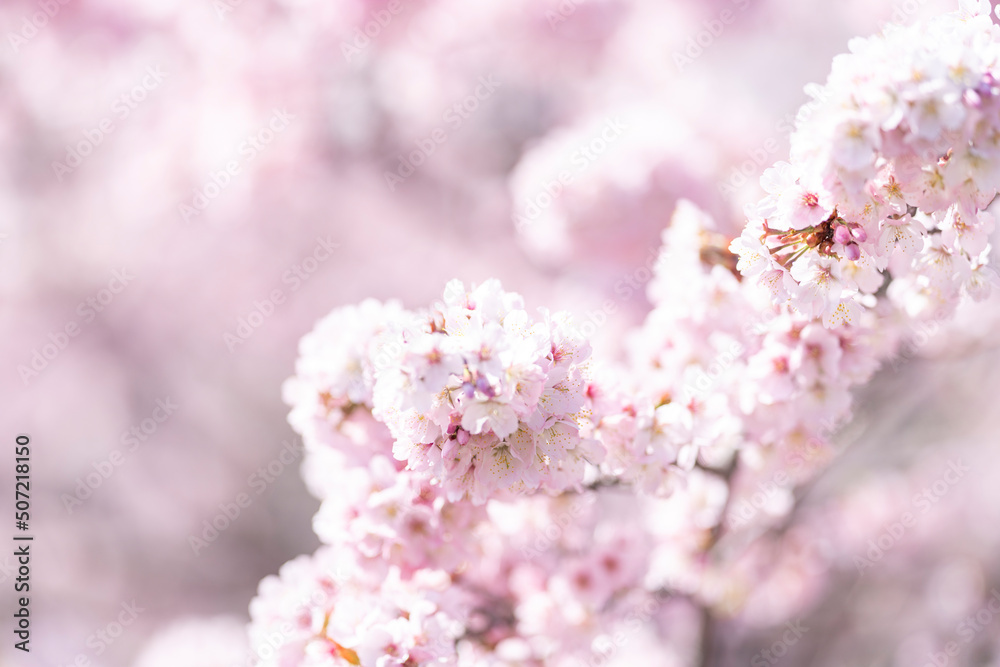 ボンボン桜