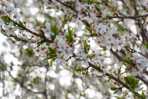 Prunus Cerasifera Blooming white plum tree. White flowers of Prunus Cerasifera