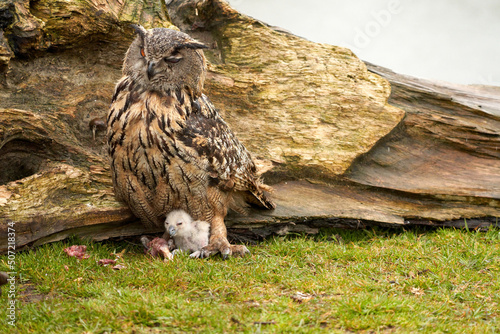 Wild Eurasian Eagle Owls outside their nest. Mother and white chick  they eat a piece of meat
