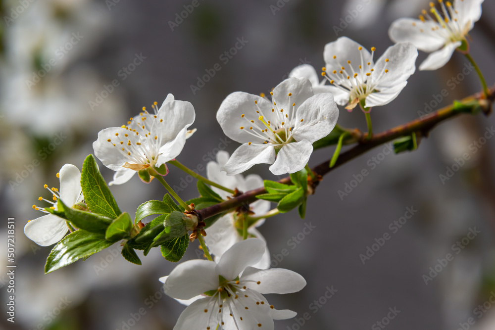 Blooming cherry tree in the spring garden. Close up of white flowers on a tree. Spring background