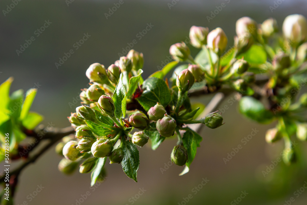 Fresh beautiful flowers of the apple tree blooming in the spring Fresh beautiful flowers of the apple tree blooming in the spring