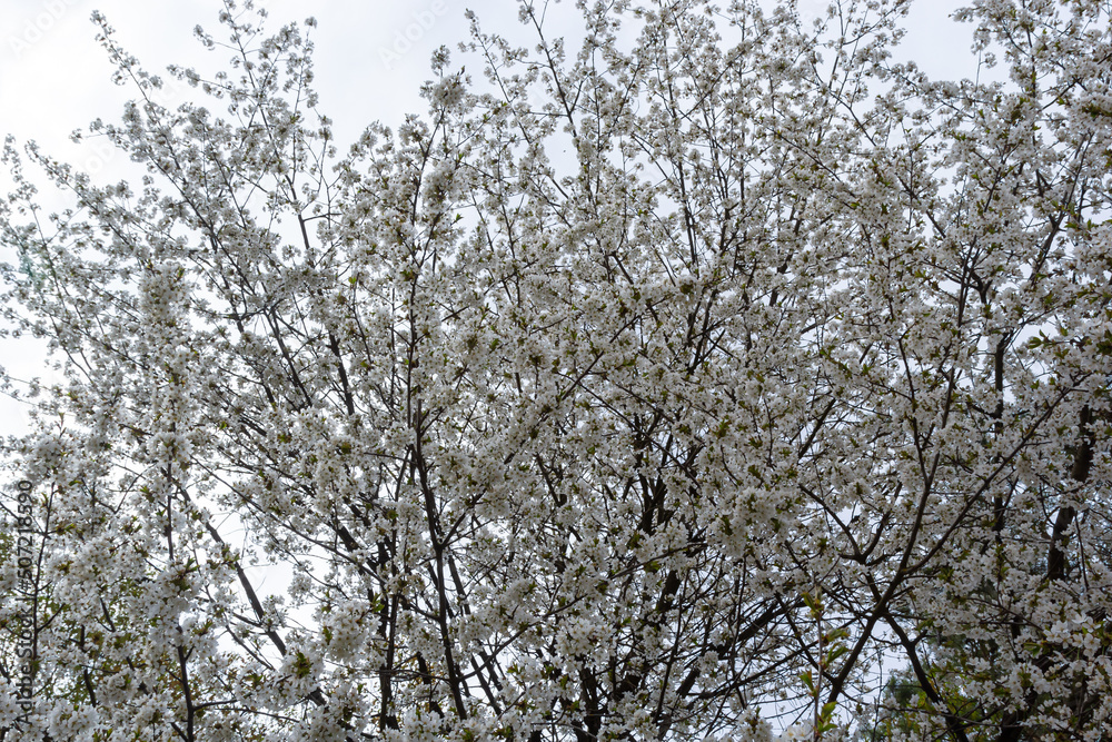 Selective focus of beautiful branches of white Cherry blossoms on the tree under blue sky, Beautiful Sakura flowers during spring season in the park, Floral pattern texture, Nature background Selective focus of beautiful branches of white Cherry blossoms on the tree under blue sky, Beautiful Sakura flowers during spring season in the park, Floral pattern texture, Nature background