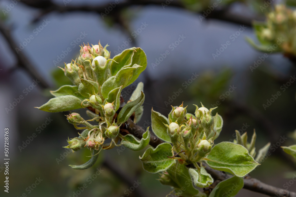 pear flowers. blooming tree in the garden. white delicate flowers and green and young leaves. Branches of flowering pears on a green background. close-up. pear in the forest pear flowers. blooming tree in the garden. white delicate flowers and green and young leaves. Branches of flowering pears on a green background. close-up. pear in the forest