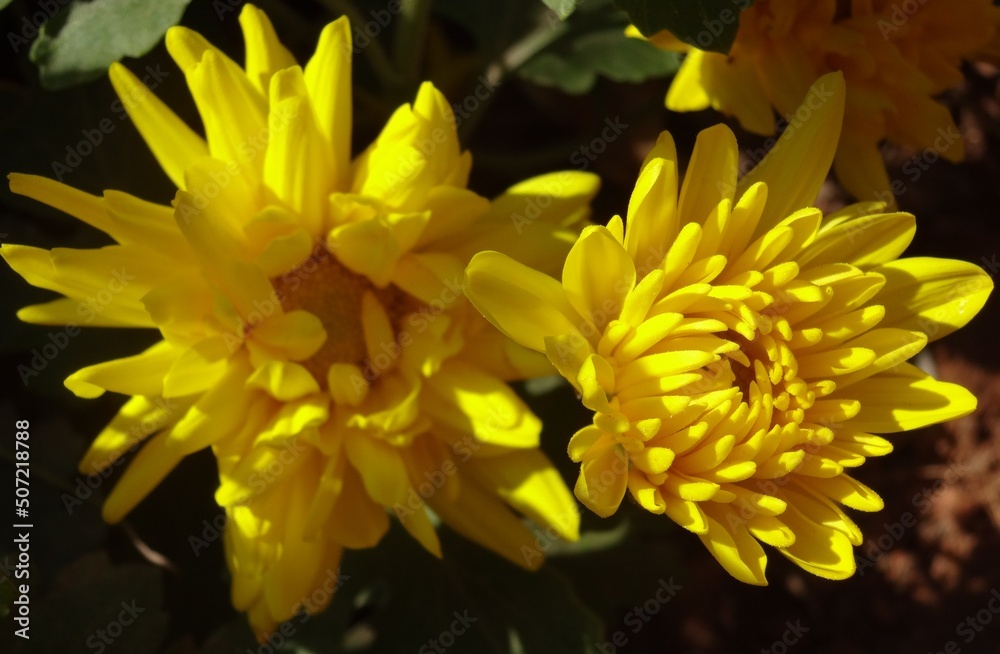 Fototapeta premium Two yellow flowers blooming