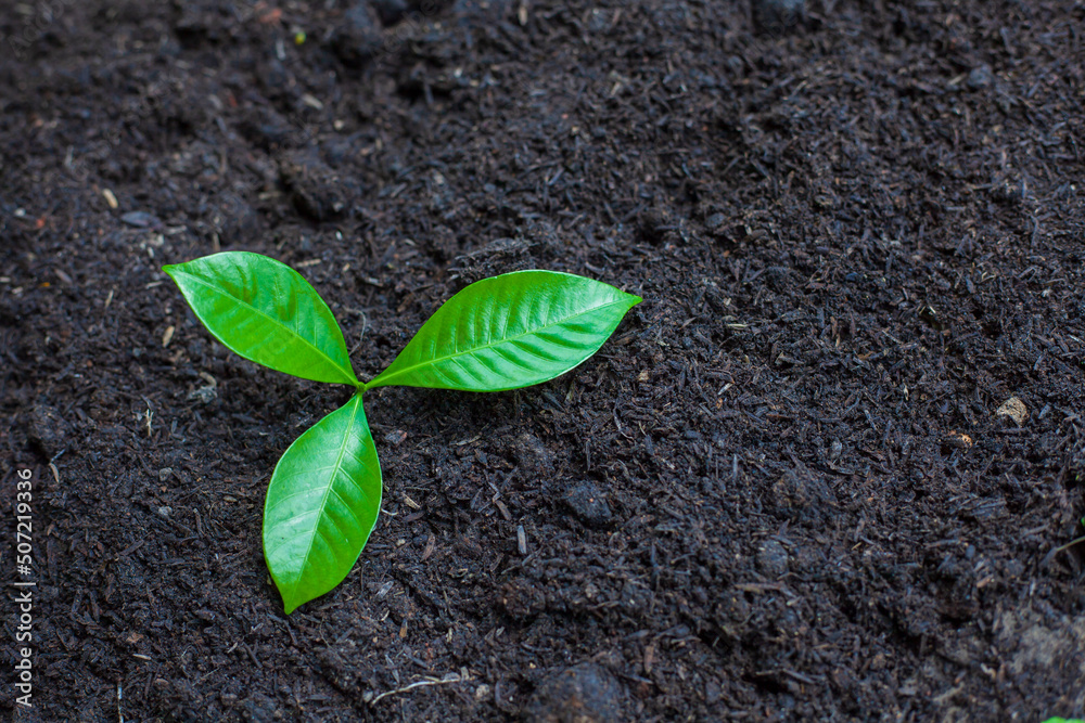 Naklejka premium The seedlings grow in the soil for planting. Cultivation for agriculture. Agriculture industry.