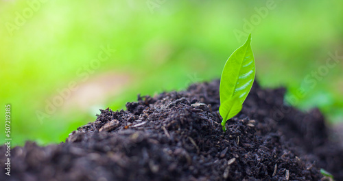 The seedlings grow in the soil for planting. Cultivation for agriculture. Agriculture industry.