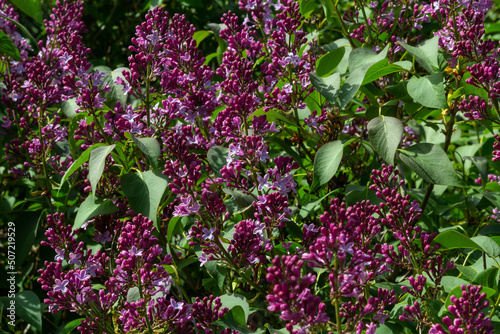 Wallpaper Mural Branch of lilac flowers with green leaves, floral natural seasonal hipster background Torontodigital.ca