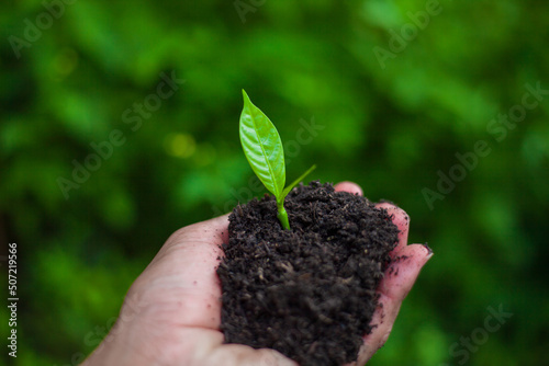 Hand gardeners planting seedlings in the soil for planting. Cultivation for agriculture. Agriculture industry.