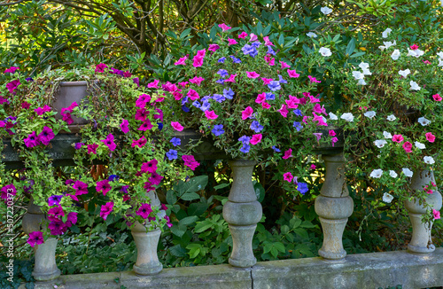 Petunia bright flowers in the park