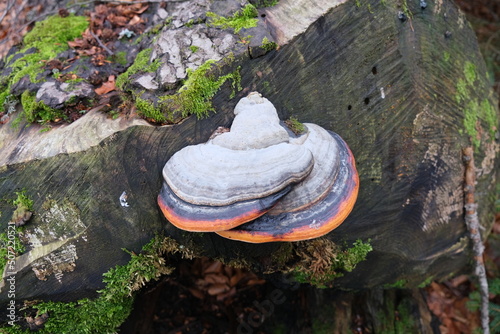 Closeup and focused tinder fungus mushroom on a wood block in the jungle. 
