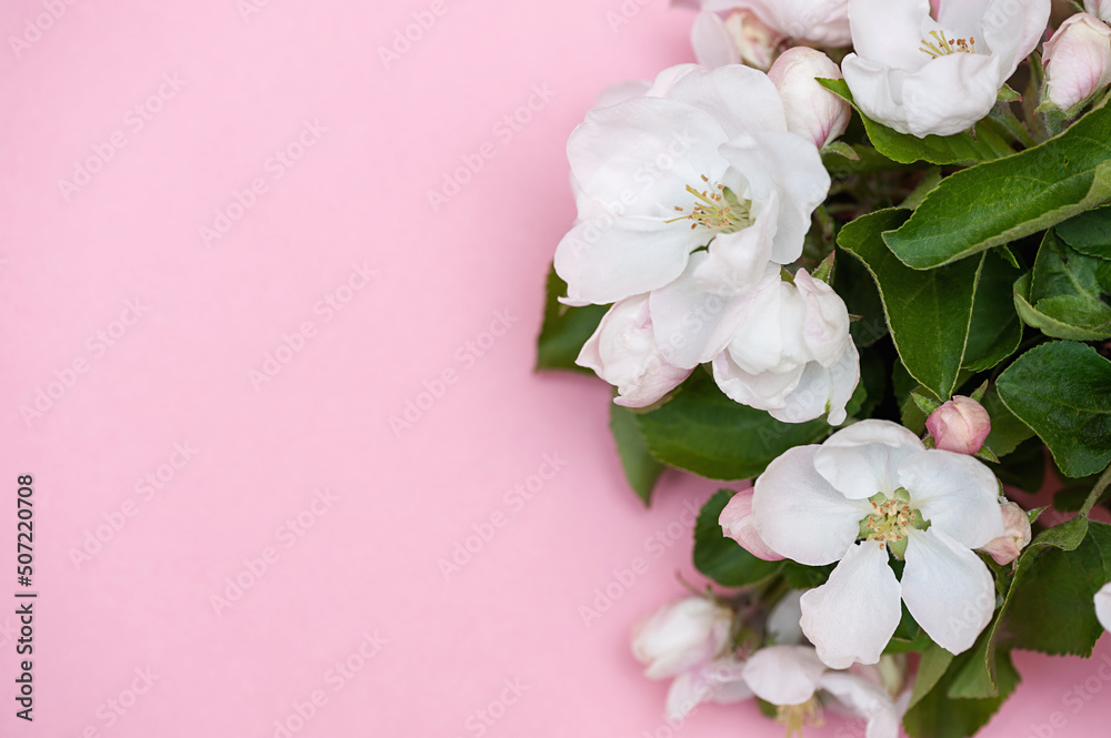 White flowers on a pink background, copy space