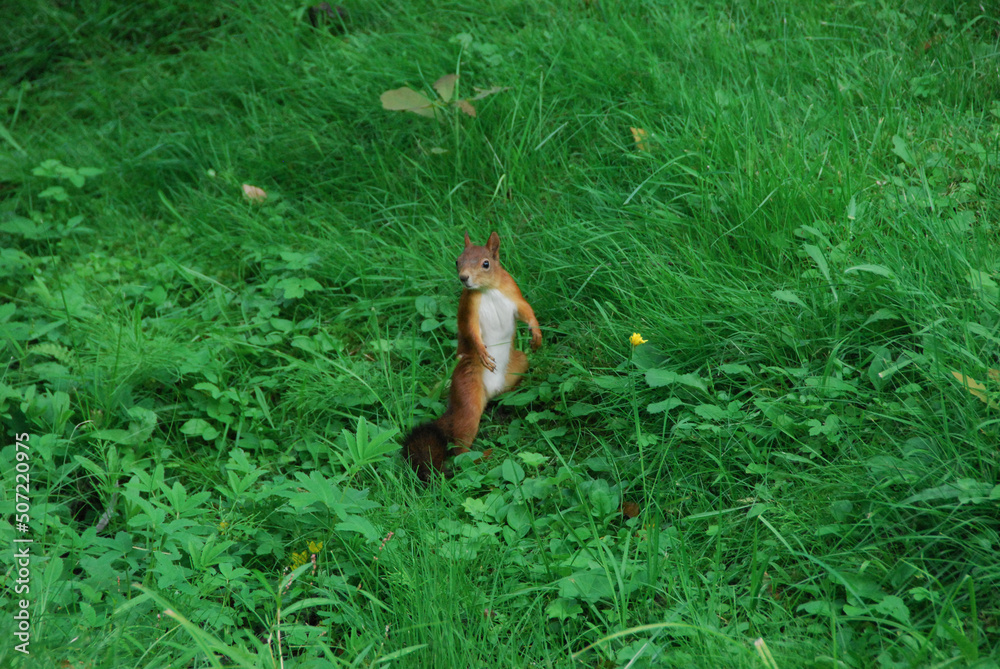 small red squirrel runs around the park and looks for food