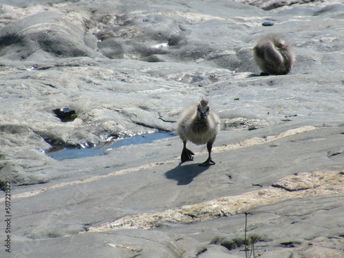 Baby barnacle goose with wet feathers walking on rocks. photo