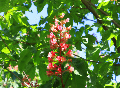 Branch of pink chestnut in sunny day