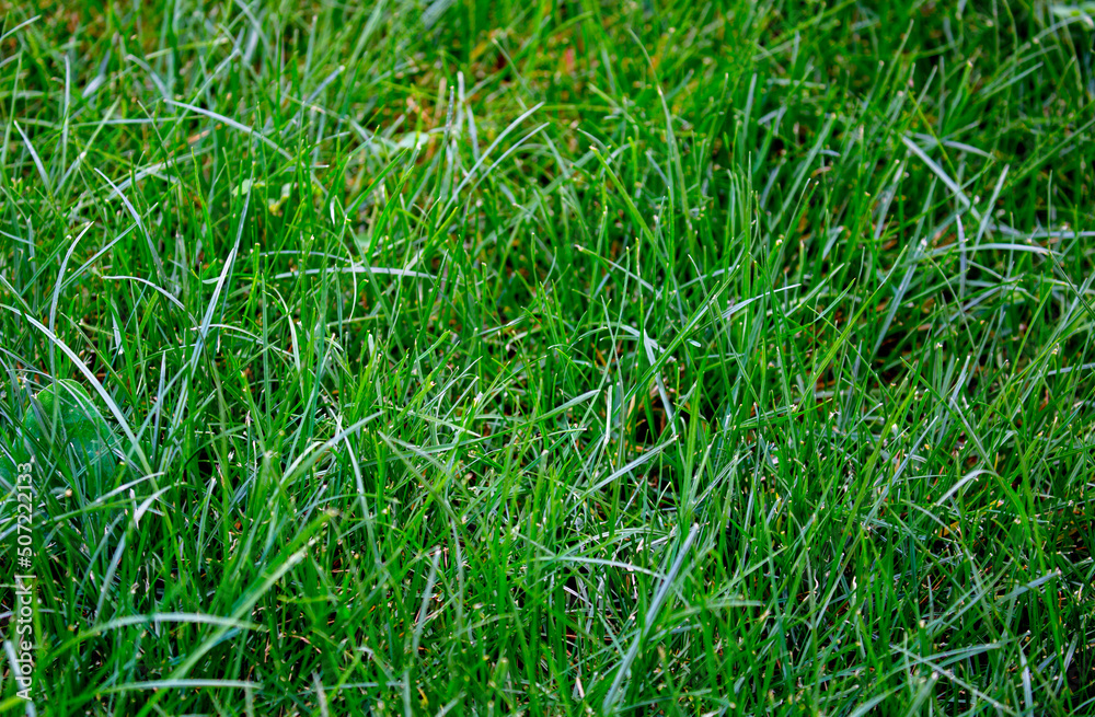 Grass green juicy and fresh texture as background