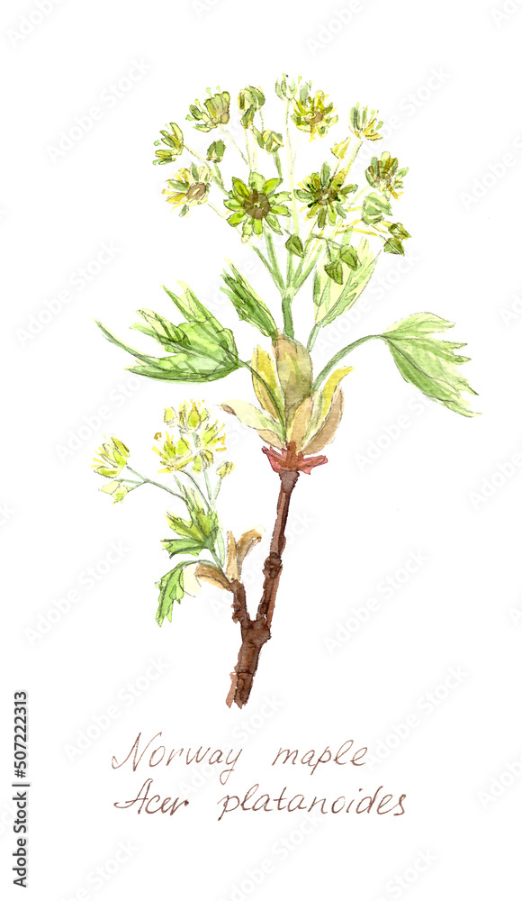 Obraz premium Norway maple flowering branch watercolor botanical sketch isolated on white background