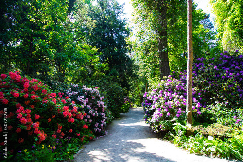 rhododendron hybride in the park, park area with rhododenrons, garden area