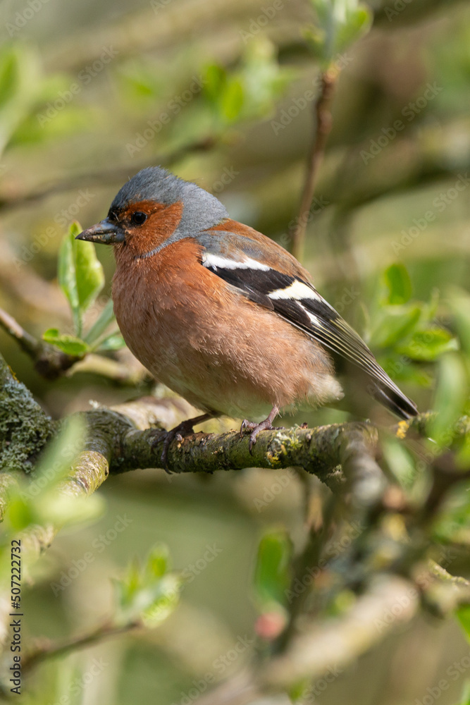 Pinson des arbres,. mâle, Fringilla coelebs, Common Chaffinch