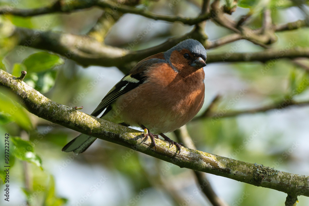 Pinson des arbres,. mâle, Fringilla coelebs, Common Chaffinch Pinson des arbres,. mâle, Fringilla coelebs, Common Chaffinch