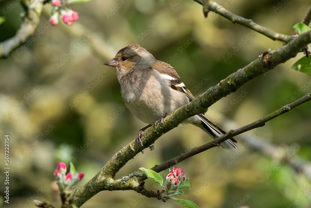 Pinson des arbres,. femelle, Fringilla coelebs, Common Chaffinch Pinson des arbres,. femelle, Fringilla coelebs, Common Chaffinch
