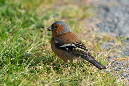 Pinson des arbres,. mâle, Fringilla coelebs, Common Chaffinch