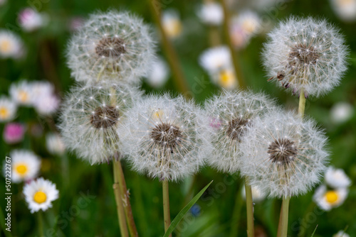 Pissenlit  Taraxacum officinale