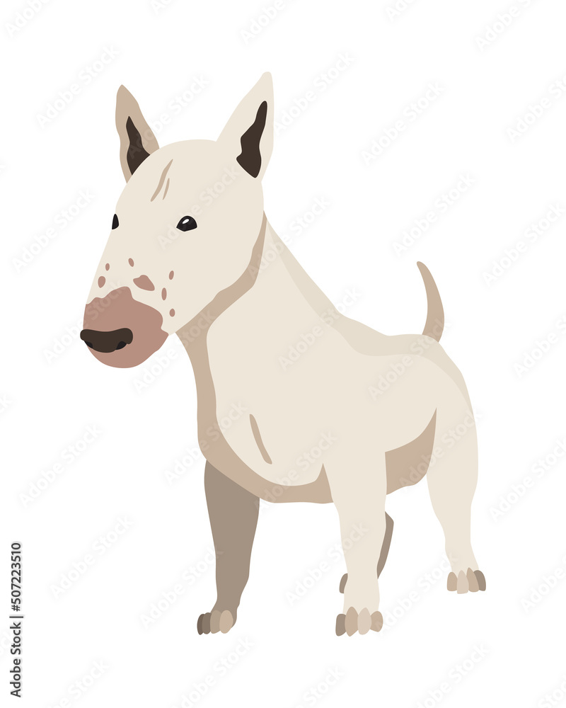 Dog breed bull-terrier. Cartoon domestic pet character with smooth-haired, flat  illustration. Human friend home animal