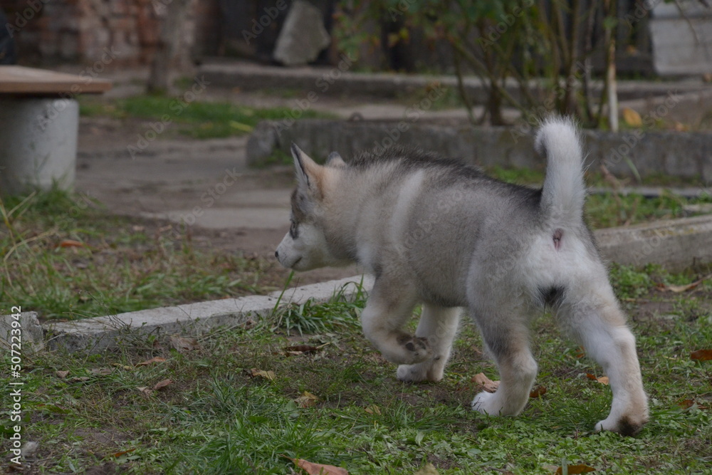Obraz premium alaskan malamute on vaca..