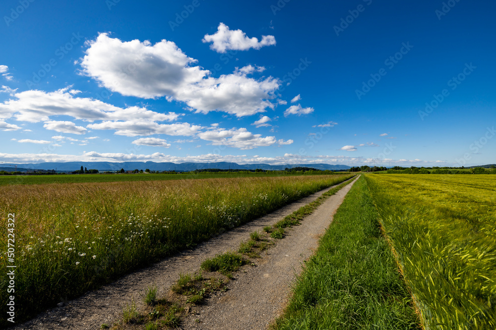 feldweg kirchberg ersigen mit gerstenfeld und blumenwiese im sommer bei schönem wetter mit cumulus wolken