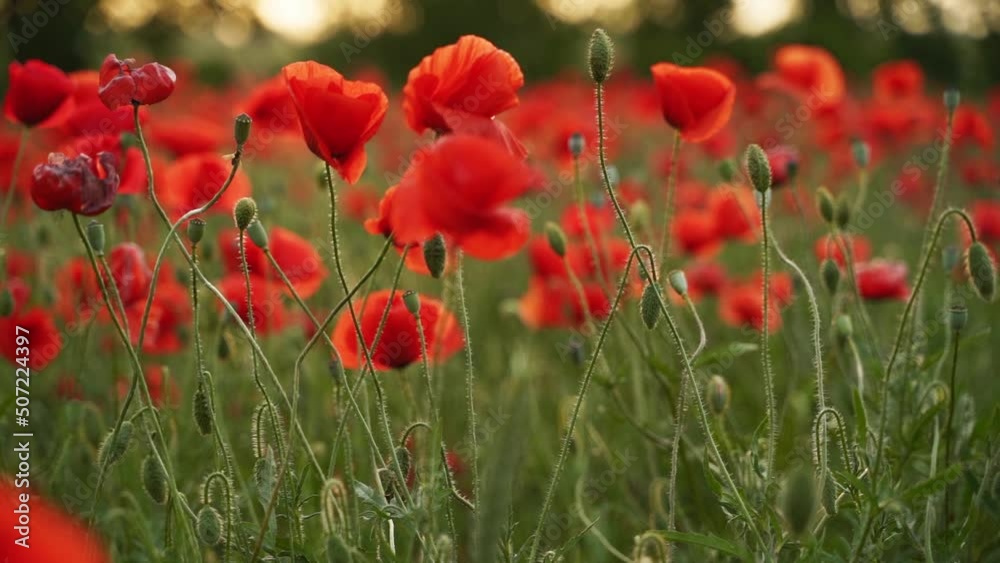 Camera moves between the flowers of red poppies. Poppy as a remembrance symbol and commemoration of the victims of World War. Flying over a flowering opium field on sunset. Slow motion forward moving. Camera moves between the flowers of red poppies. Poppy as a remembrance symbol and commemoration of the victims of World War. Flying over a flowering opium field on sunset. Slow motion forward moving.