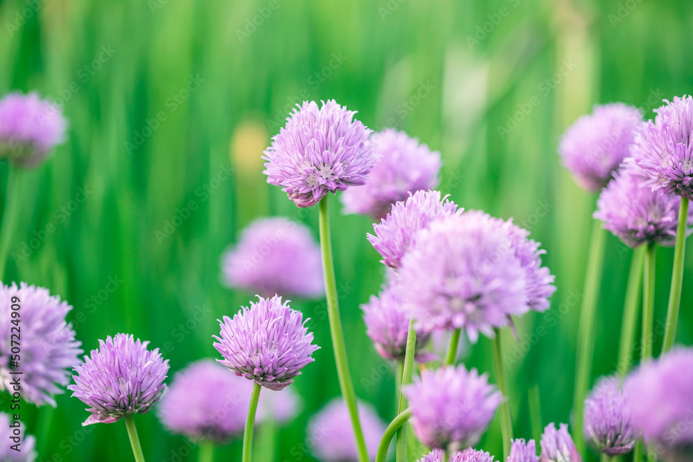Chive flowers in a garden Chive flowers in a garden