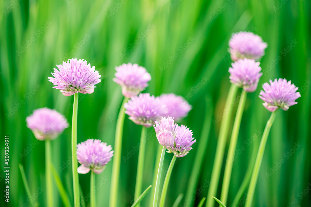 Chive flowers in a garden Chive flowers in a garden