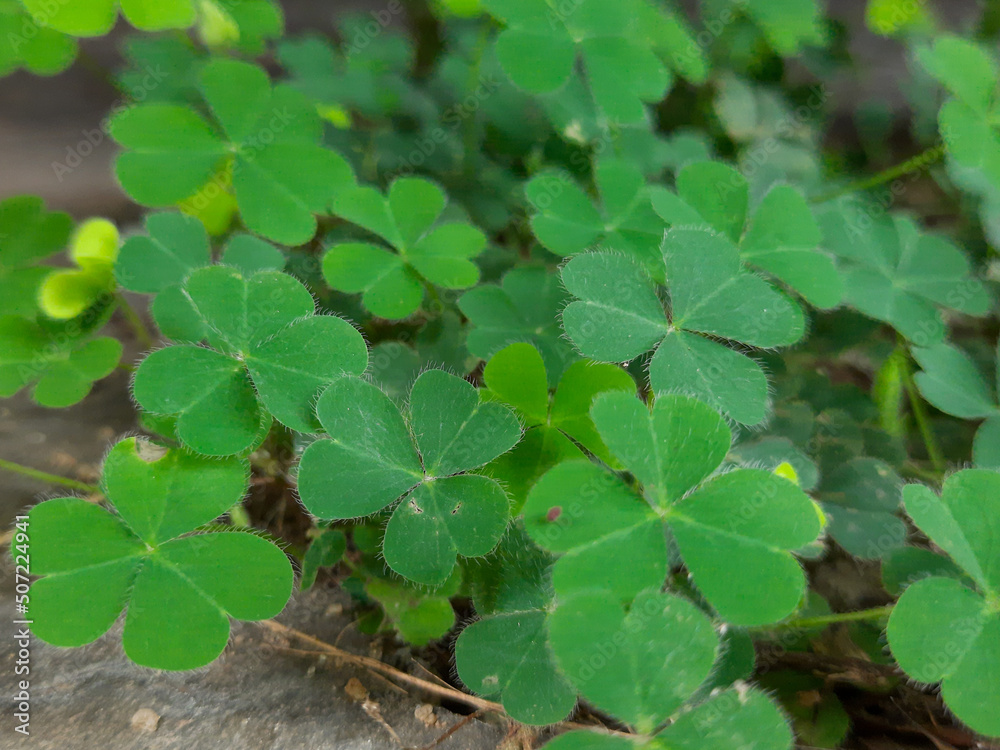 leaves