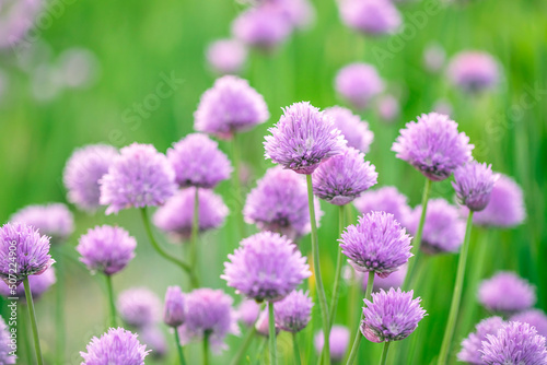 Chive flowers in a garden