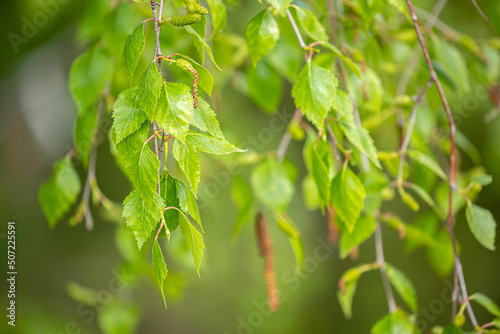 Birch close-up as a background. Birch leaves  branches and bark as a concept of birch sap.