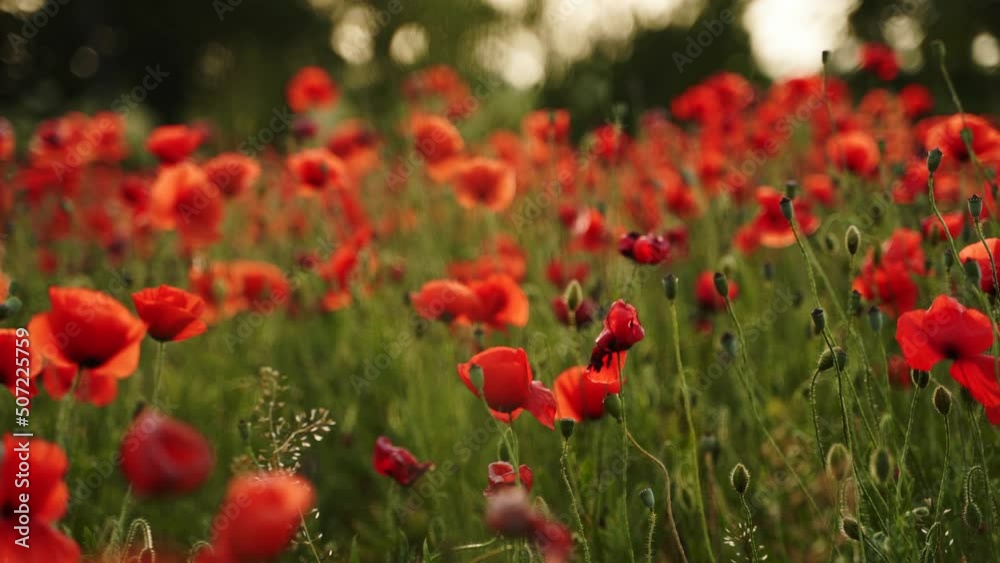 Camera moves between the flowers of red poppies. Poppy as a remembrance symbol and commemoration of the victims of World War. Flying over a flowering opium field on sunset. Camera moves to the right. Camera moves between the flowers of red poppies. Poppy as a remembrance symbol and commemoration of the victims of World War. Flying over a flowering opium field on sunset. Camera moves to the right.