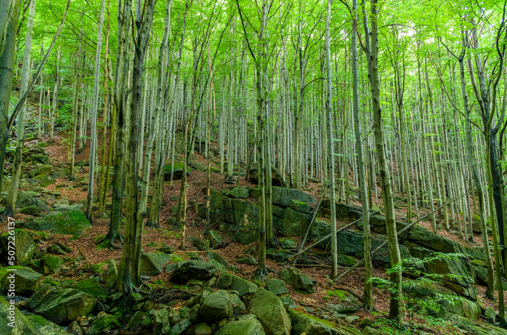 rocks on mountain hillside in beech forest rocks on mountain hillside in beech forest