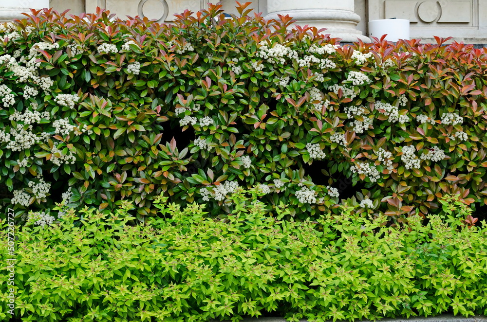 Branches of an ornamental shrub with green old twigs with flowers and red young saplings in the garden, Sofia, Bulgaria Branches of an ornamental shrub with green old twigs with flowers and red young saplings in the garden, Sofia, Bulgaria