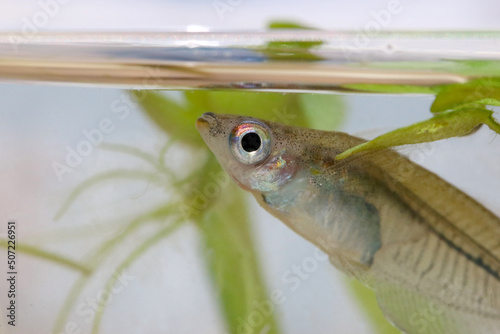 Rare Killifish of south Asia, 