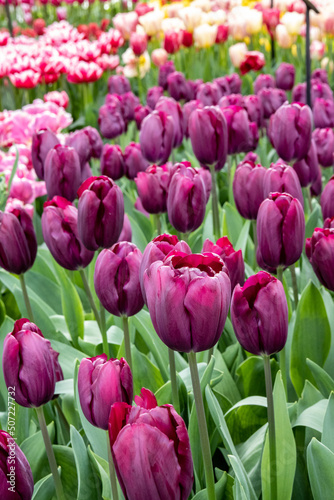 Flowers in spring at Keukenhof Lisse, Netherlands, Holland