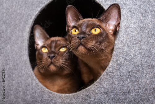 Two burmese kittens looking from their house. photo