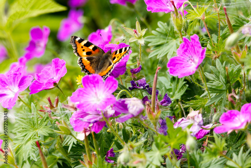 A Small Tortoiseshell butterfly (Aglais urticae) feeding on the flowers of Geranium sanguineum in late spring. photo