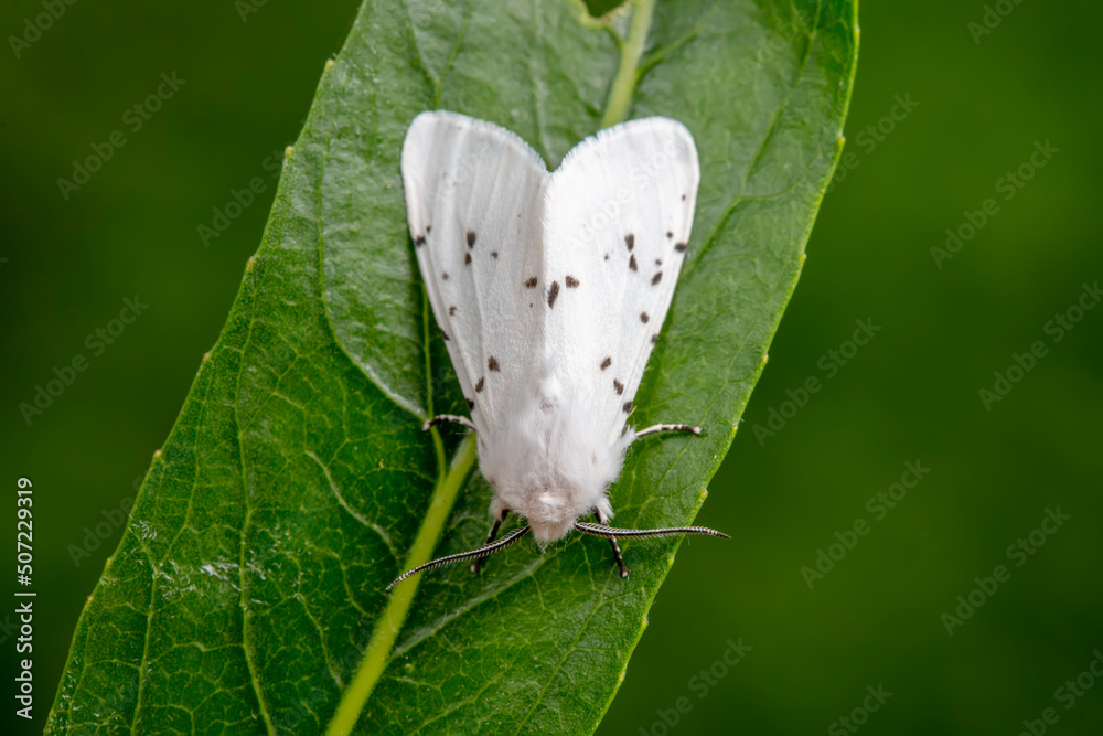 An American white moth lives in the wild, North China