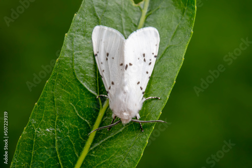 Obraz na płótnie An American white moth lives in the wild, North China w salonie