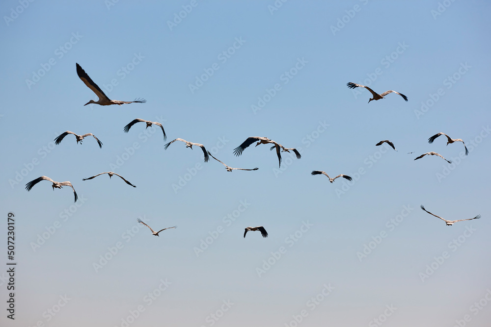 Several storks flying under blue skies. Animal wildlife. Nature