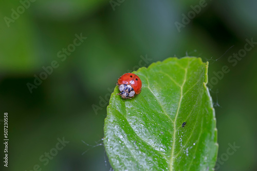 A ladybug lives in the wild, North China