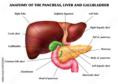 Anatomy Pancreas Liver Infographics